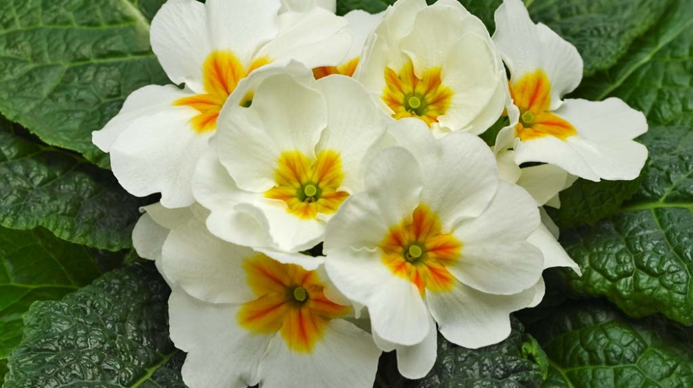_Примула Орион white with eye (primed семена)