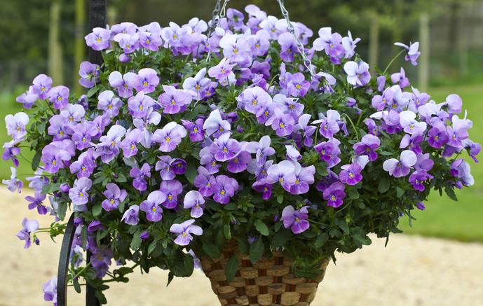 _Виола Фрифол lavender