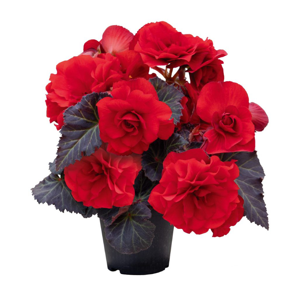 Бегония Нонстоп Мокка deep red (драже)