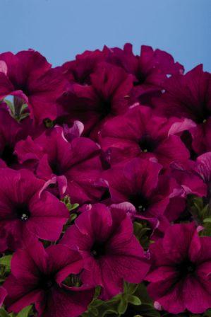 Архив Петуния Аладин burgundy