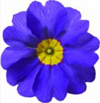 Архив Примула Данова delight blueberry