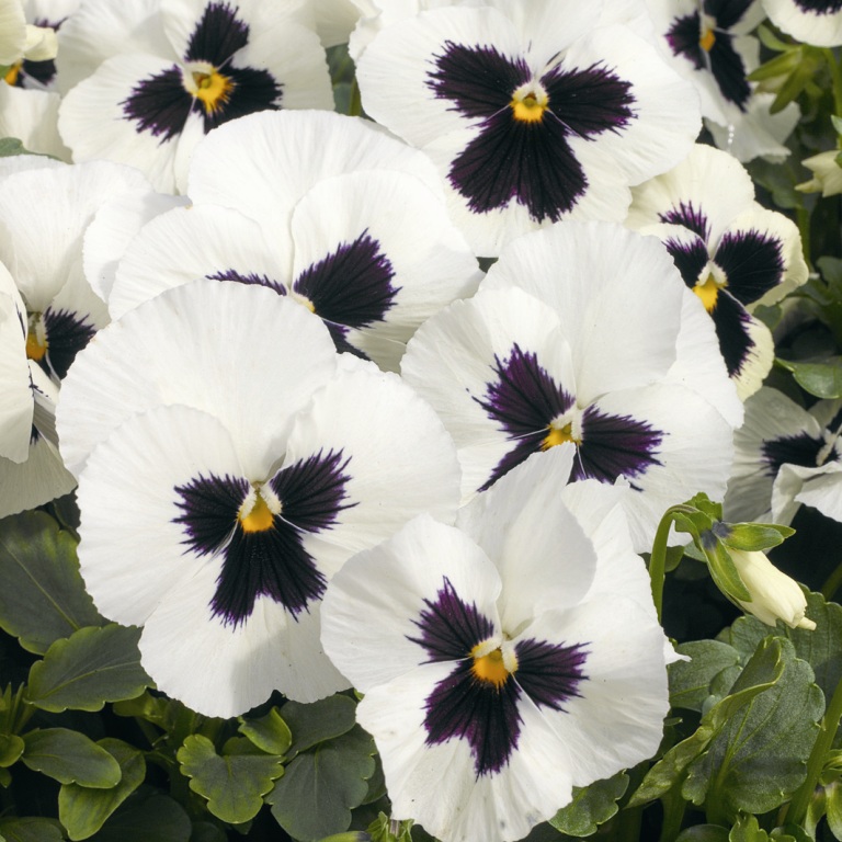 Виола Марипоза white blotch