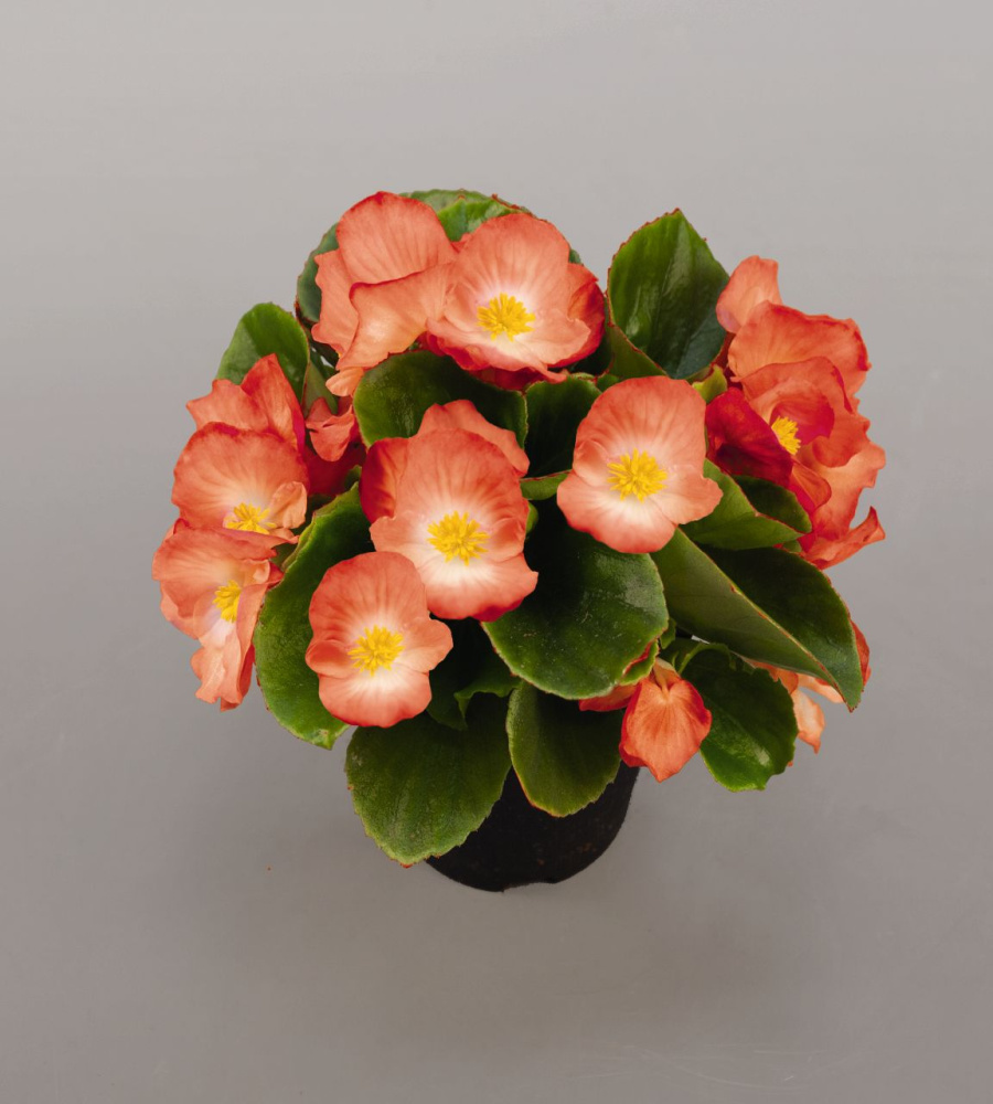 Бегония Спринт Плюс orange bicolor (драже)