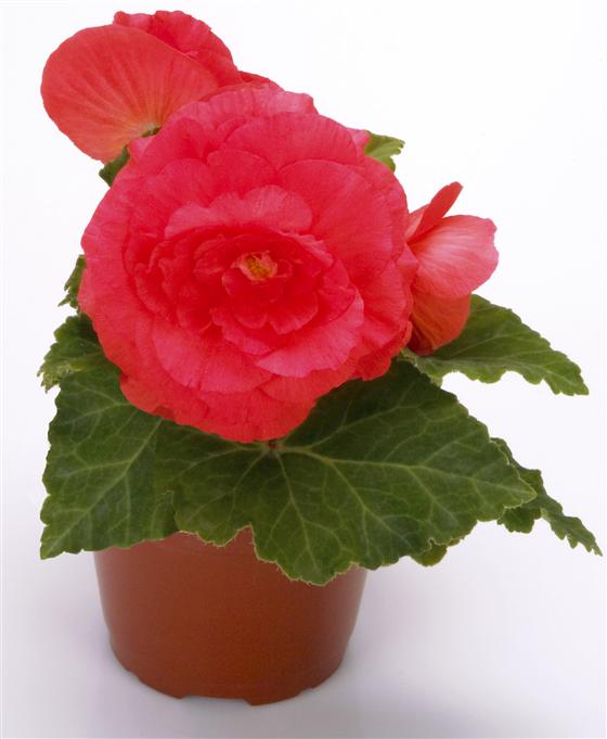 Бегония Нонстоп bright rose