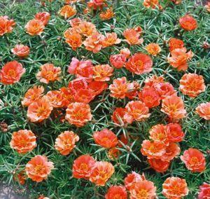 _Портулак Санисайд orange