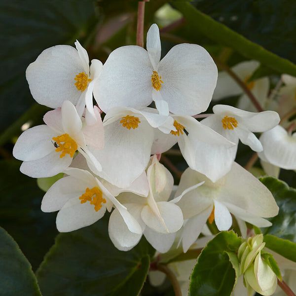 Бегония Драгон Винг white (драже)