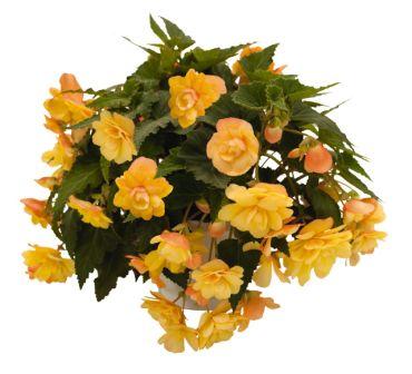 Бегония Иллюминейшн apricot shades (драже)