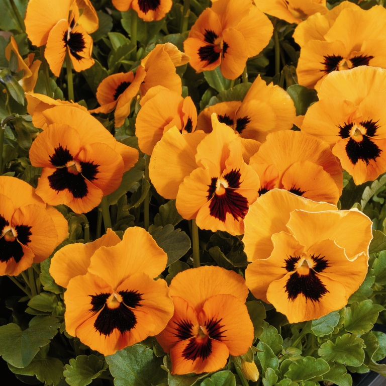Виола Марипоза orange blotch