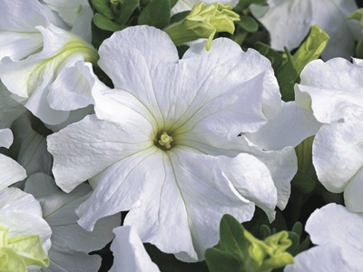 Архив Петуния Ультра fresh white (драже)