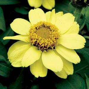 _Цинния Захара yellow