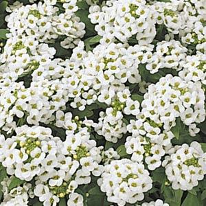 Архив Алиссум Истер Бонет white (покрытые оболочкой)