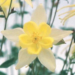 Архив Аквилегия Свон yellow