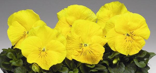 _Виола Колоссус yellow 