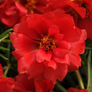 _Портулак Хэппи Ауэр deep red (мульти драже)