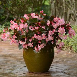 _Бегония Мегаватт pink bronze leaf (драже)