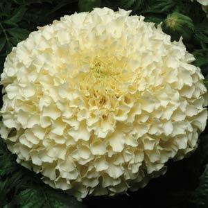 Тагетес ВАНИЛЛА (шлифованные)