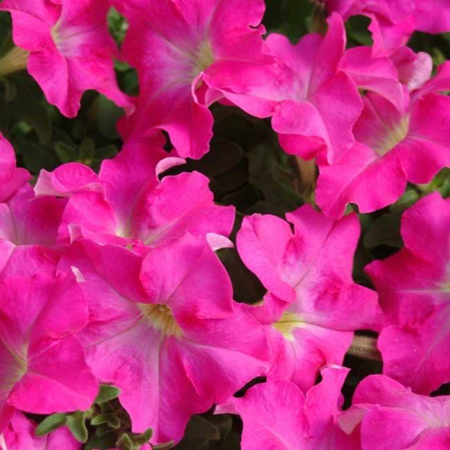 _Петуния Дримс fuchsia (драже)