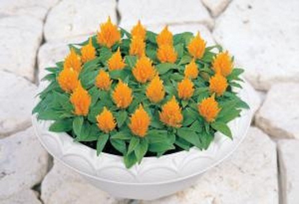 Архив Целозия Юката yellow