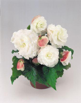 Бегония Нонстоп appleblossom (драже)