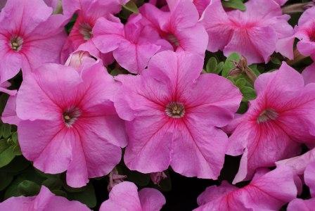 Архив Петуния Лимбо GP pink