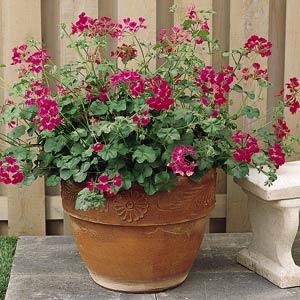 _Пеларгония (Герань) Самма Шауэрс fuchsia