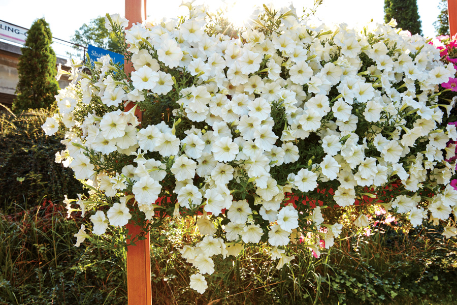 _Петуния Вельвет white (драже)