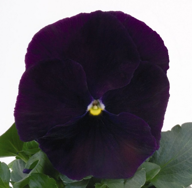 Архив Виола Маджестик Джайнт purple