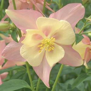 Архив Аквилегия Свон pink and yellow