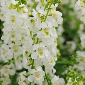 _Ангелония Серена white (драже)