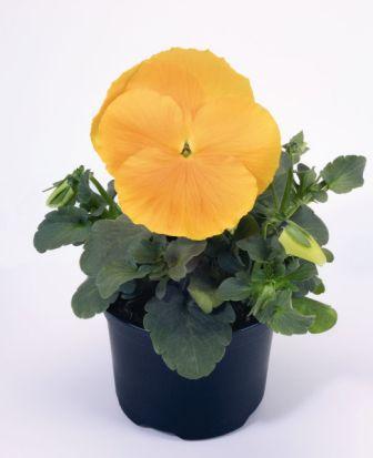 Архив Виола Инспайер golden yellow