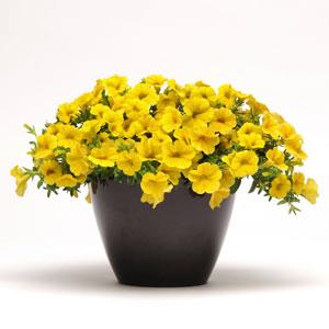 _Калибрахоа Каблум yellow (мульти-драже)