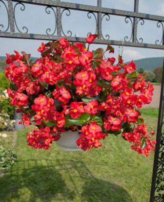Бегония Биг red with green leaf (драже)
