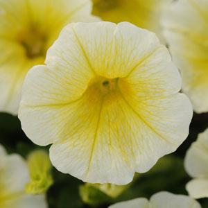 Архив Петуния Шок Вэйв yellow (драже)