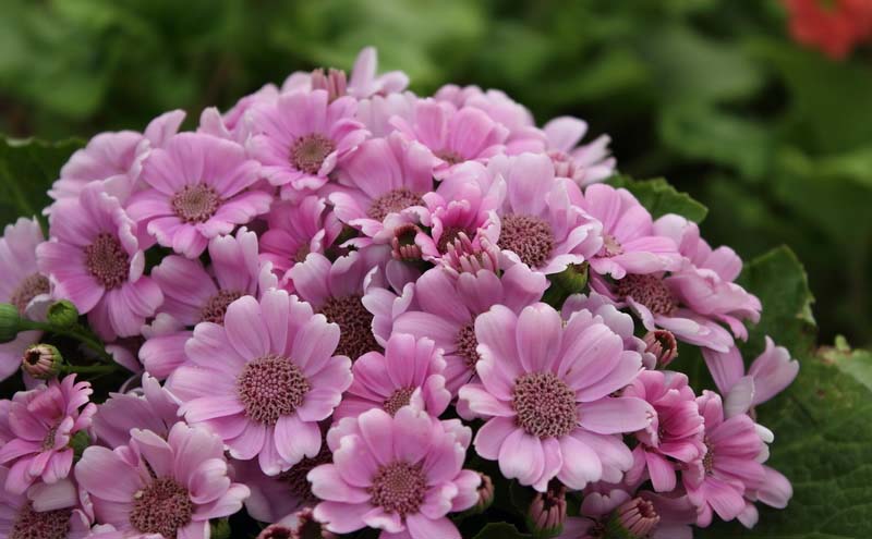 Архив Цинерария Джестер pure pink (драже)