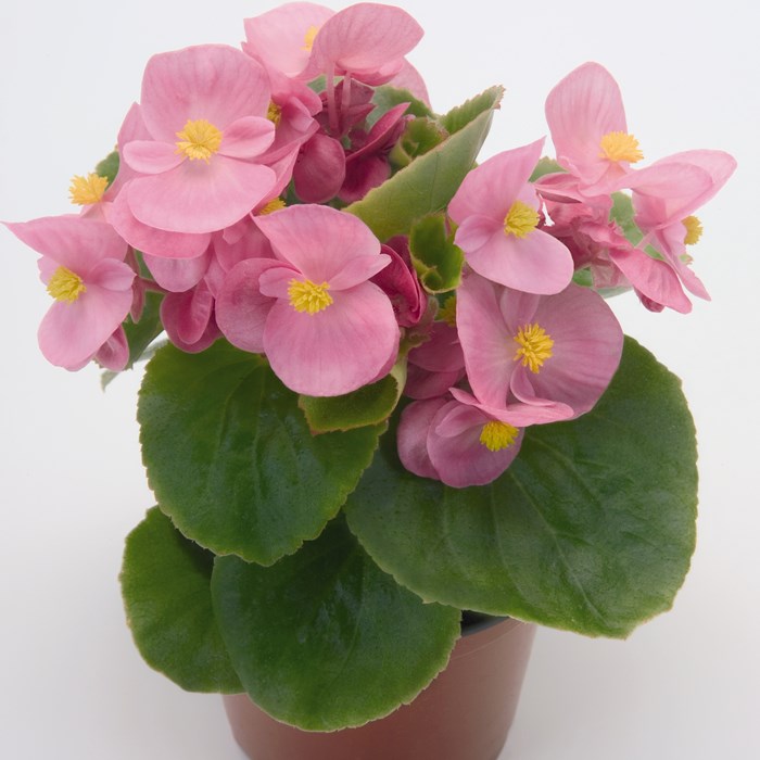 Бегония Супер Олимпиа light pink (драже)
