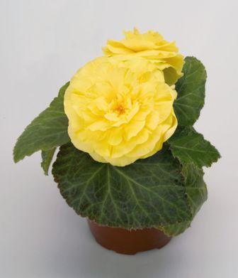 _Бегония Нонстоп yellow