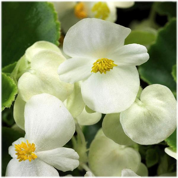 _Бегония Эврика green leaf white (драже)