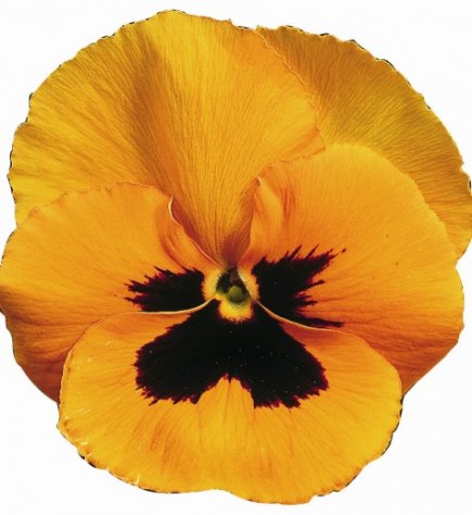 Архив Виола Ультима orange with blotch