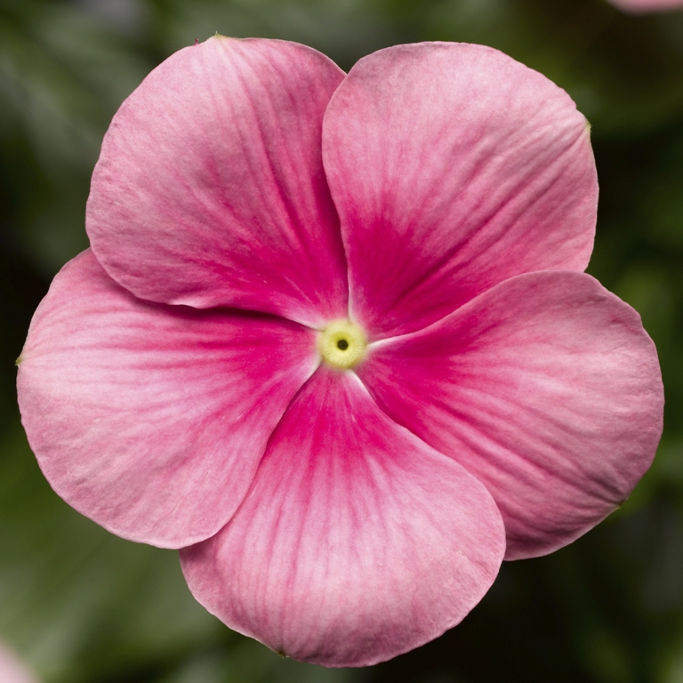 _Катарантус (Винка) Кора Каскад shell pink 