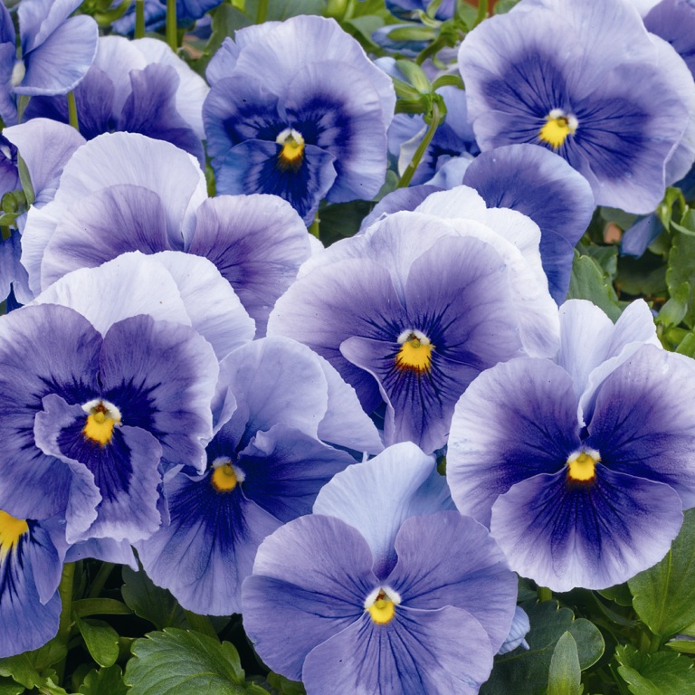 Виола Марипоза light blue