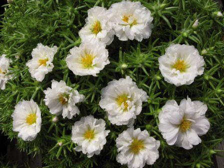 _Портулак Стопвотч white (мульти драже)