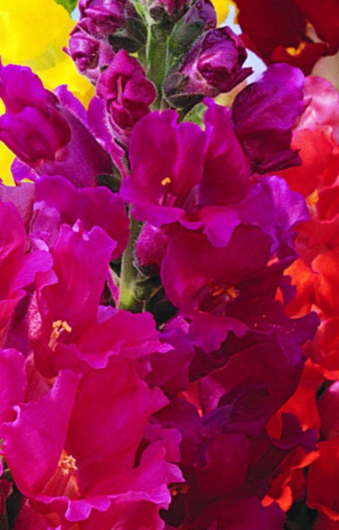 Архив Львиный зев Ла Белла purple