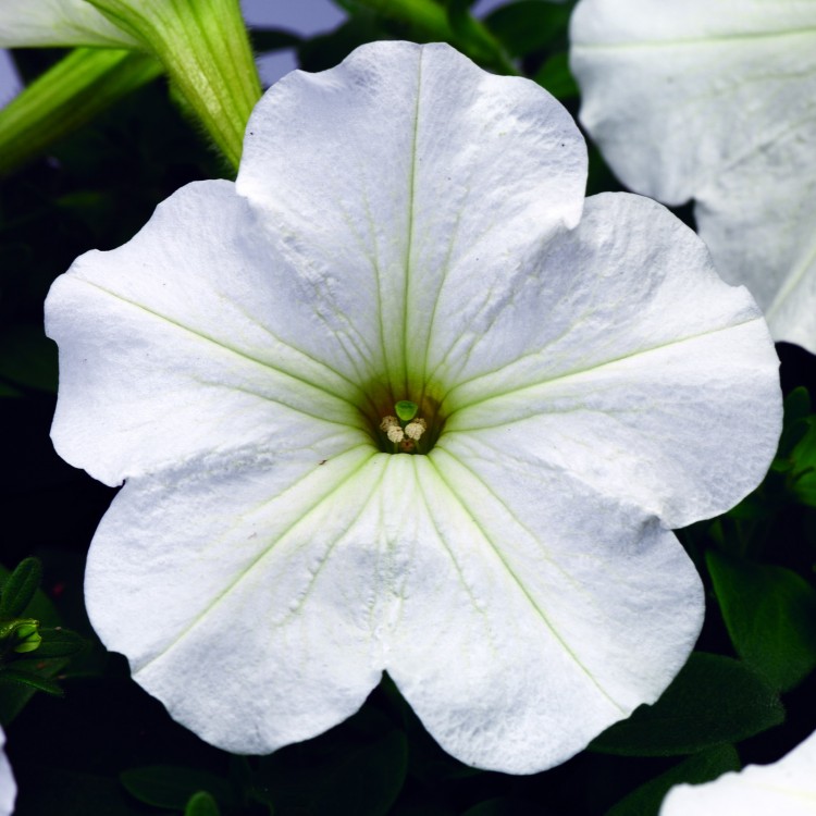 Архив Петуния Ура white (драже)