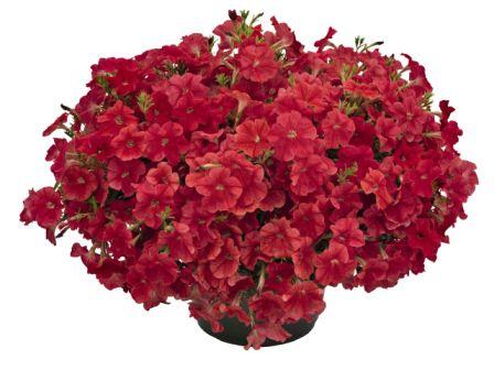 Архив Петуния Саксес coral (драже)
