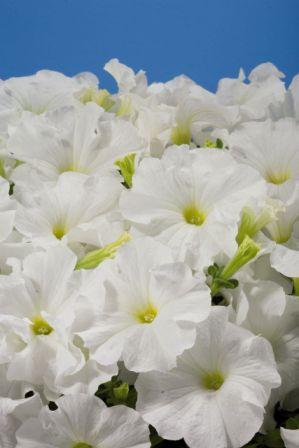 Архив Петуния Аладин white