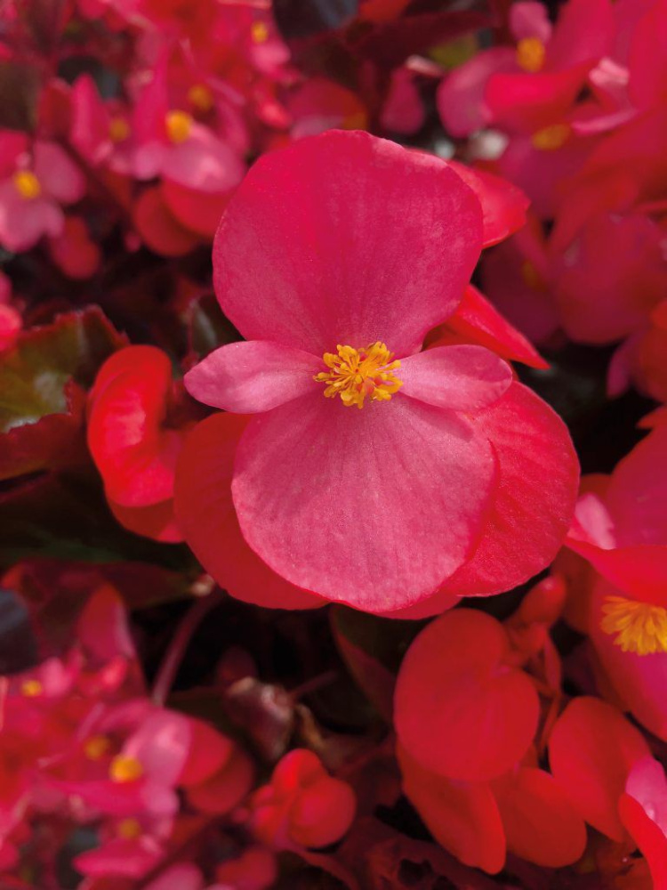 Бегония Биг deep rose with bronze leaf (драже)