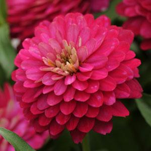 Архив Цинния Захара махровая strawberry