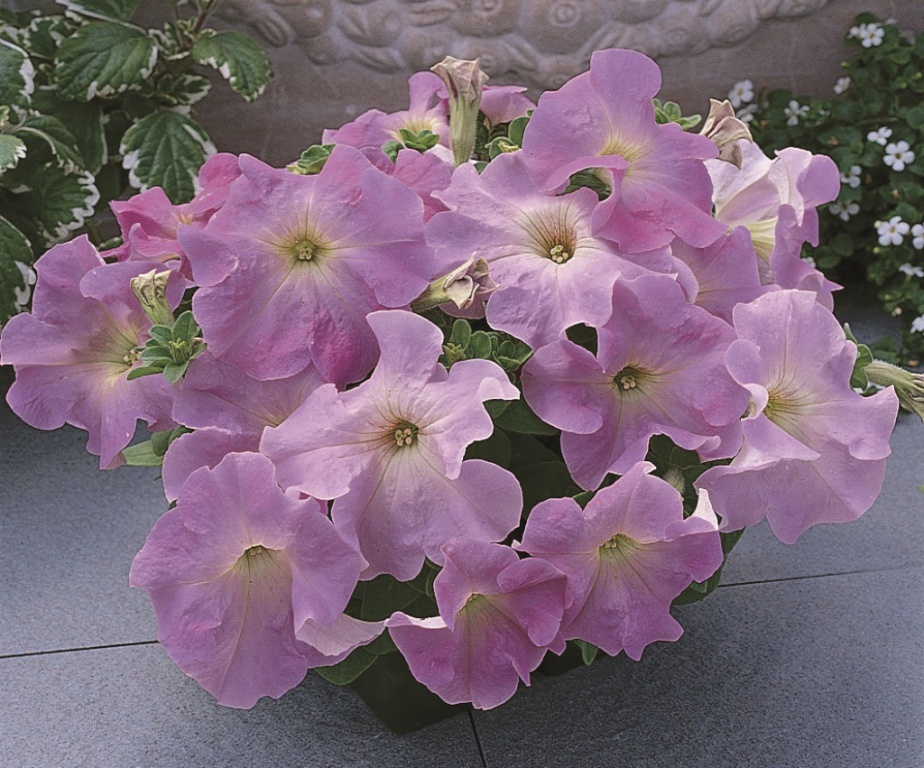 _Петуния Ультра lilac (драже)