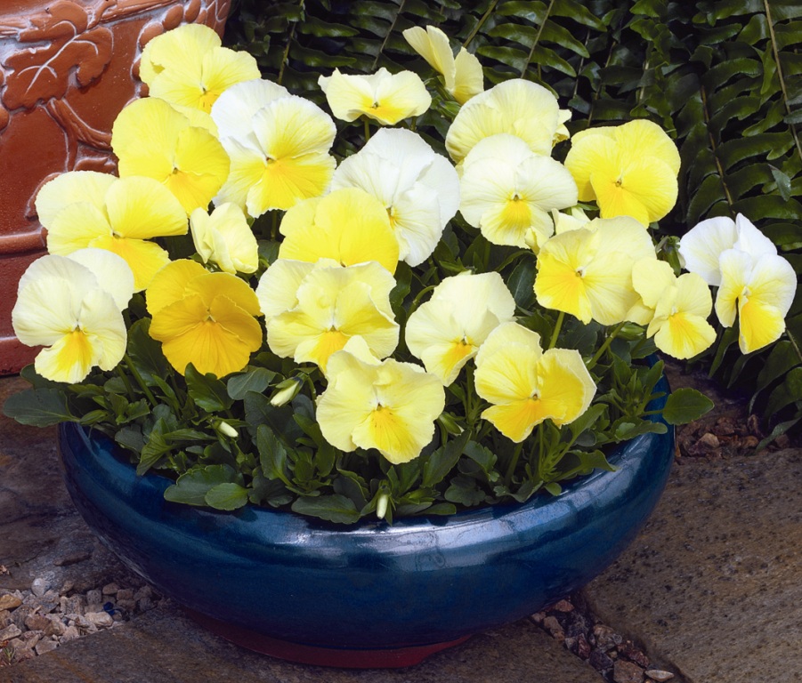Виола Марипоза primrose shades