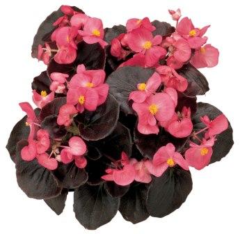 Архив Бегония Сенатор rose (драже)